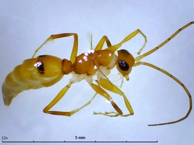 Olixon testaceum - photo 3