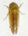 Ollarianus bullatus