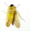 Ollarianus bullatus - photo 2