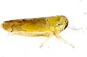 Ollarianus bullatus - photo 3