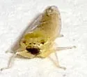 Ollarianus bullatus - photo 4