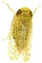 Ollarianus insanus