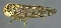 Ollarianus kinoanus