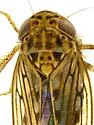 Ollarianus kinoanus - photo 4