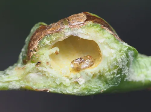 Olliffiella secunda