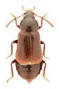 Olophrum consimile - Olophrum consimile