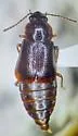 Olophrum consimile - photo 2