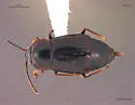 Olophrum latum