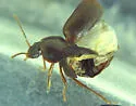 Olophrum obtectum