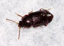 Olophrum obtectum - photo 2