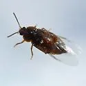 Olophrum obtectum - photo 3