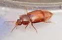 Olophrum obtectum - photo 4
