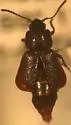 Olophrum rotundicolle