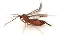 Olpodiplosis helianthi - photo 5
