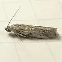 Olybria aliculella - Hodges#5768 - photo 2