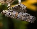 Olybria aliculella - Hodges#5768 - photo 4