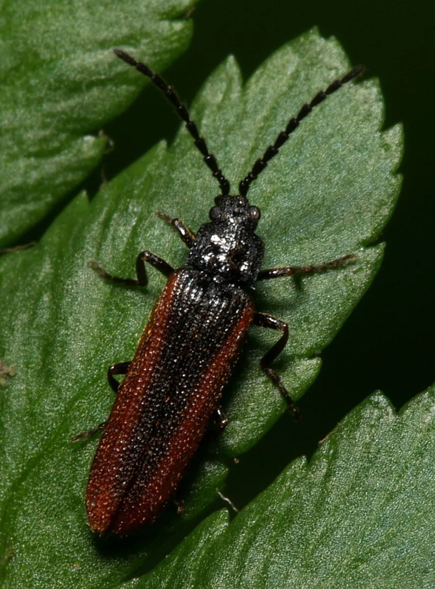 Omalisidae - photo 2