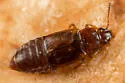 Omalium algarum