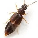 Omalium cribrum