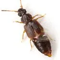 Omalium cribrum - photo 2