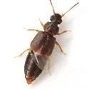 Omalium cribrum - photo 3