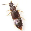 Omalium cribrum - photo 4