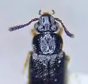 Omalium foraminosum - photo 2