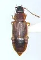 Omalium repandum - photo 2