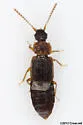 Omalium repandum - photo 4