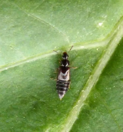 Omalium rivulare