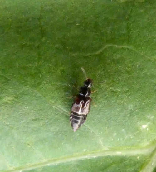 Omalium rivulare - photo 2