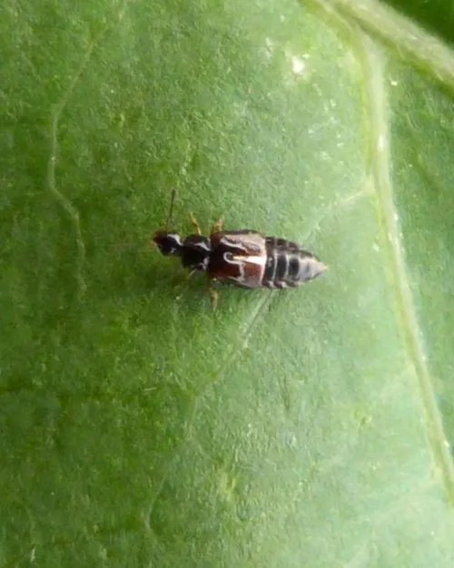Omalium rivulare - photo 3