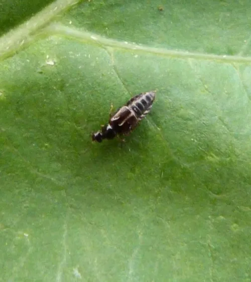 Omalium rivulare - photo 4