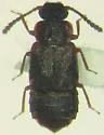 Omalium undescribed
