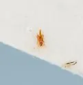 Omalium undescribed - photo 3