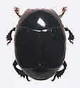 Omalodes grossus - Omalodes grossus