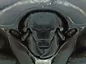 Omalodes grossus - photo 5