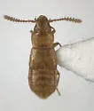 Omalonomus relictus - Omalonomus relictus