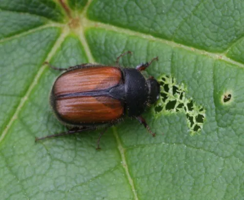 Omaloplia ruricola