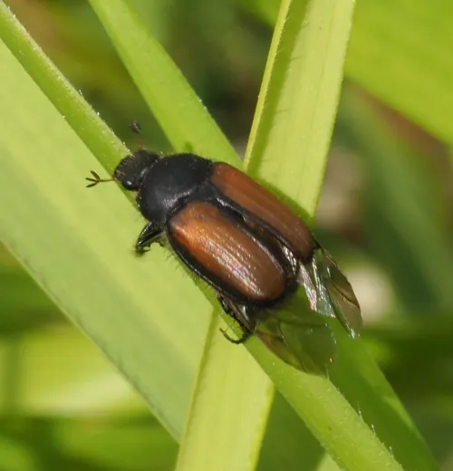 Omaloplia ruricola - photo 2