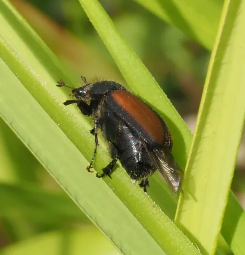 Omaloplia ruricola - photo 4