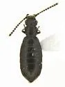 Omalorphanus aenigma - Omalorphanus aenigma