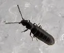Omalorphanus aenigma - photo 2