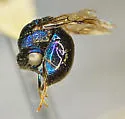 Omalus aeneus