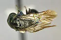 Omalus downeyi - photo 2