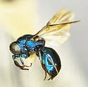 Omalus glomeratus