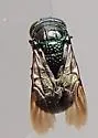 Omalus iridescens