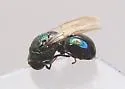 Omalus iridescens - photo 2