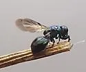 Omalus iridescens - photo 3