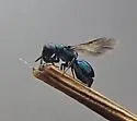 Omalus iridescens - photo 4